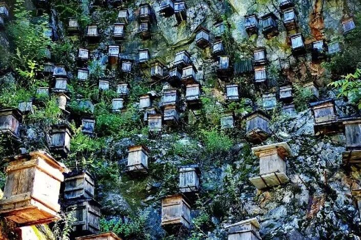 【2026冬令营 || 神农架5日营 】北纬30° 南方滑雪性价比之王,玩转2大雪场玩转,探访“原住民”野生金丝猴w77.jpg