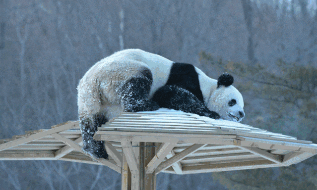 【2026冬令营 || 神农架5日营 】北纬30° 南方滑雪性价比之王,玩转2大雪场玩转,探访“原住民”野生金丝猴w81.jpg