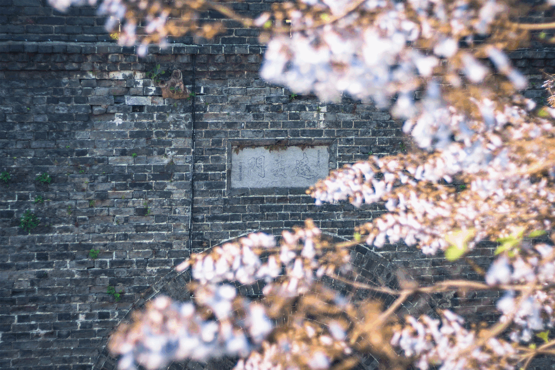 【湖北旅游惠民卡】2026樱花季全攻略!一卡畅玩湖北250多个热门景区!